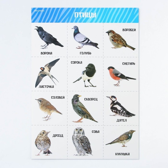 Набор обучающих плакатов &laquo;Изучаем мир&raquo;, 10 в 1, А4