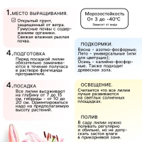 Лилия Азиатская &laquo;Навона&raquo;, луковица в пакете с перфорацией, р-р 12/14, 3 шт.