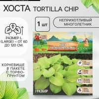Хоста Tortilla Chip, корневище в пакете с торфогрунтом, р-р I, размер L,1 шт.