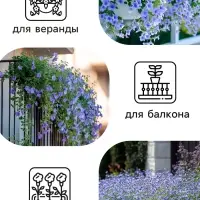 Семена  цветов Лобелия "Сапфир" ампельная, О, 0,05 г