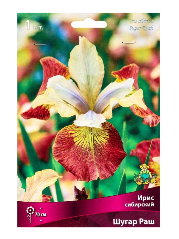Ирис сибирский Шугар Раш, р-р I, 1 шт, Весна 2025