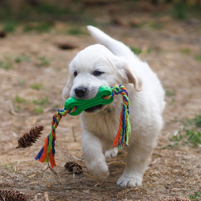 Игрушка жевательная с канатом, 11 х 5,5 см, зелёная