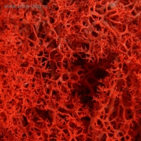 Мох стабилизированный "Красный" 45 гр (+-5 гр).