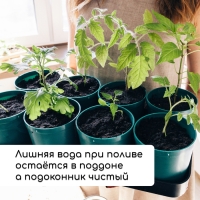 Набор для рассады: стаканы по 500 мл (8 шт.), поддон 40 &times; 20 см, цвет МИКС, Greengo