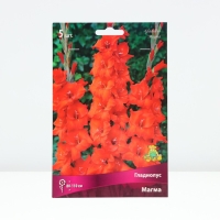 Гладиолус крупноцветковый &laquo;Магма&raquo;, луковица в пакете с перфорацией, р-р 12/14, 5 шт.