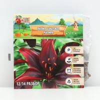 Лилия Азиатская &laquo;Мапира&raquo;, луковица в пакете с перфорацией, р-р 12/14, 3 шт.