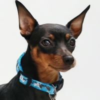 Ошейник "Котята", 40 х 1,5 см, голубой