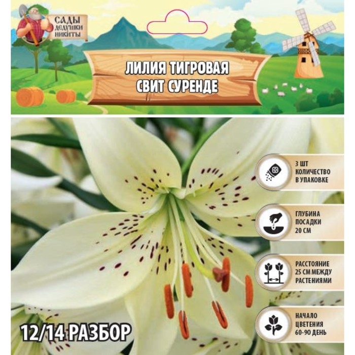Лилия Тигровая Лилия Тигровая "Свит Суренде", р-р 12/14, 3 шт,