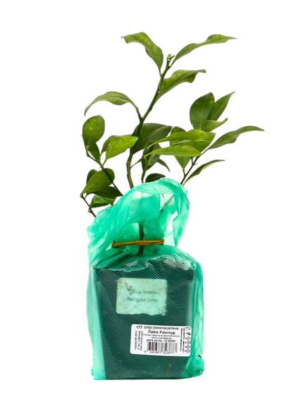 Цитрус "Лайм Рангпур", туба, 1 шт, Весна 2025