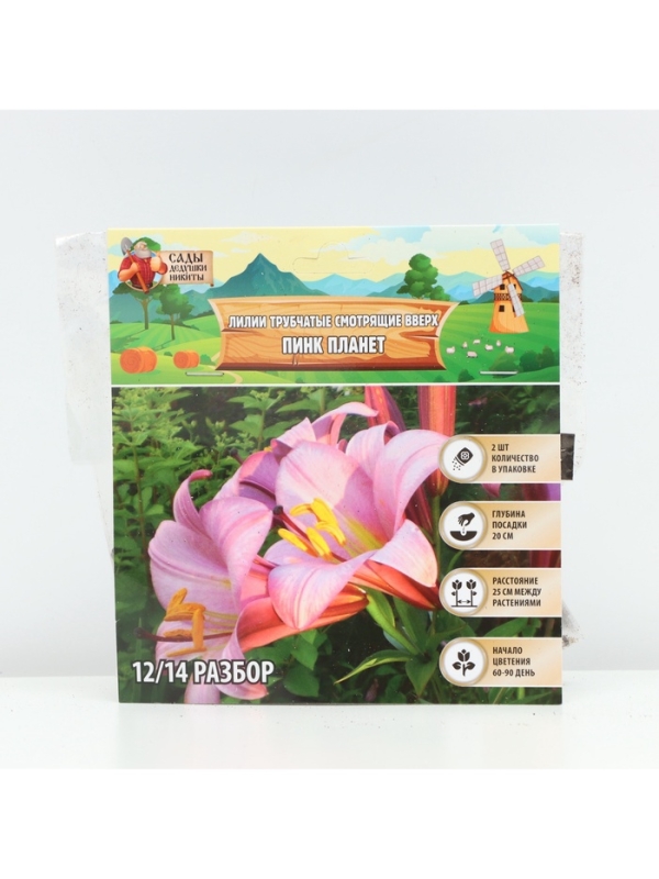 Лилии Трубчатые смотрящие вверх Pink Planet, луковица в пакете с перфорацией, р-р 14/16, 2 шт.