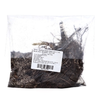 Флокс "Бамбини Черри Краш" р-р I, 2 шт, Весна 2025, ЭКОНОМ,