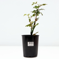 Саженец Розы "Мид Саммер", Горшок С4, Лето 2024 Саженец Розы "Мид Саммер", Горшок С4, Лето 2024