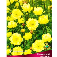 Купальница гибридная Чеддар, р-р I, 1 шт, Весна 2025