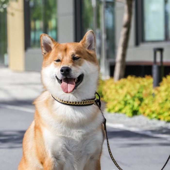 Ошейник BOSS, застёжка - фастекс, 2.5 см, 40-55 см Ошейник BOSS, застёжка - фастекс, 2.5 см, 40-55 см