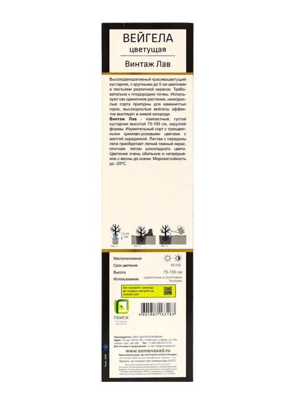 Вейгела цветущая Люкс &laquo;Винтаж Лав&raquo;, саженец, туба, 1 шт.