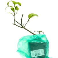 Цитрус "Лимон Мейера", туба, 1 шт, Весна 2025