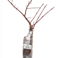 Дерен белый &laquo;Ауреа&raquo;, саженец, декоративный, 1 шт., туба