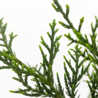 Можжевельник виргинский "Грей Оул", Р9, 1шт, h 3-20 см, Осень 2024