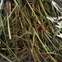 Сено луговое «Пижон» для грызунов, 20 л, 500 г Сено луговое «Пижон» для грызунов, 20 л, 500 г