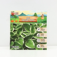 Хоста Moerheim, корневище в пакете с торфогрунтом, р-р I, размер L,1 шт.