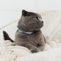 Ошейник для собак и кошек с фастексом &laquo;Неон&raquo;, 30 х 1 см