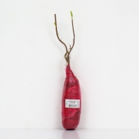 Смородина черная &laquo;Орловский вальс &raquo;, перспективные сорта, саженец, 1 шт., туба