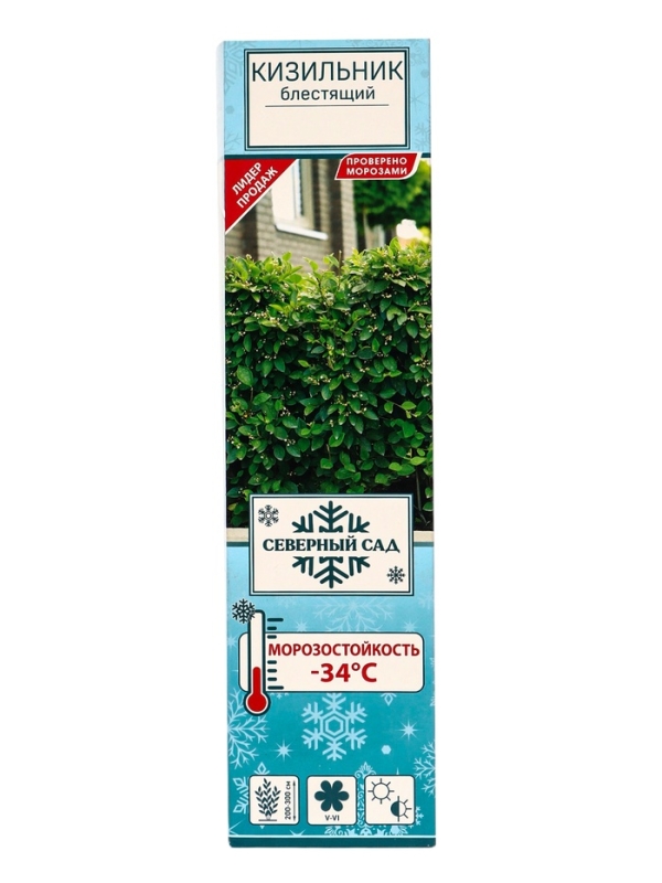 Кизильник блестящий, саженец, декоративный, 1 шт., туба