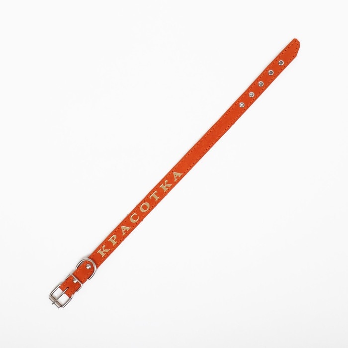 Ошейник кожаный однослойный, тиснёный  &laquo;Красотка&raquo;, 48 х 2 см, ОШ 32-43 см, микс цветов