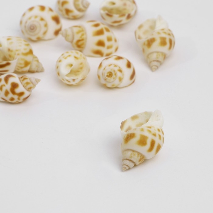 Бусина &laquo;Ракушка&raquo; рельефная, 4&times;2 см, (набор 10 шт.), цвет бело-коричневый