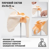Макет "Плечевой сустав" 23*15*15см Макет "Плечевой сустав" 23*15*15см