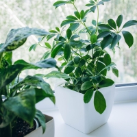 Горшок для цветов, 15 &times; 15 см, 2,5 л, пластик, белый