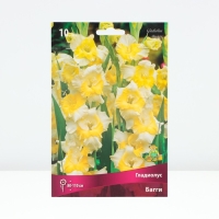 Гладиолус крупноцветковый &laquo;Багги&raquo;, луковица цветов в пакете с перфорацией, р-р 10/12, 10 шт.