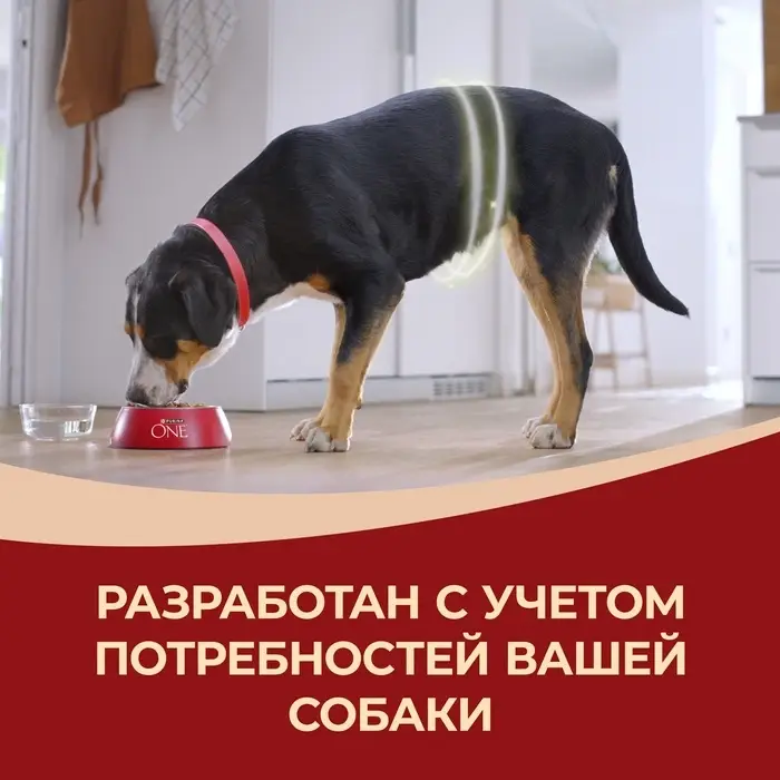Сухой корм Purina One medium/maxi для взрослых собак, курица/рис, 10 кг