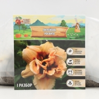 Лилейник Roswitha, многолетник, корневище в пакете с торфогрунтом, р-р I, 1 шт.