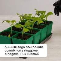 Набор для рассады: стаканы по 600 мл (8 шт.), поддон 36 &times; 18 см, цвет МИКС, Greengo