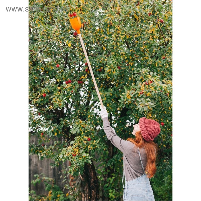 Плодосъемник, d = 11 см, под черенок диаметром 25 мм, &laquo;Тюльпан&raquo;, МИКС