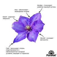 Пуршат-М водорастворимое средство для клематисов, 1кг