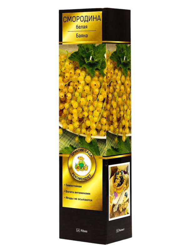 Смородина белая &laquo;Баяна&raquo;, саженец, туба, 1 шт.