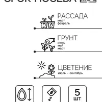 Семена Колеус блюме Скарлет   Мн Сел. PanAmerican Золотая серия Ц/П 5 шт