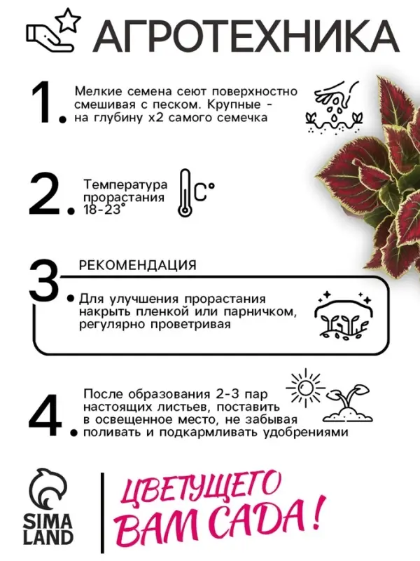 Семена цветов Колеус балконный "Бургундское вино", ц/п, 5 шт