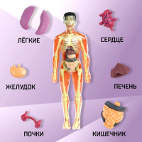 Набор для опытов &laquo;Строение тела&raquo;, анатомия человека