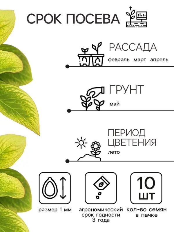 Семена цветов Колеус Визард Голден, 10шт