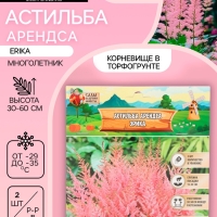 Астильба Арендса Erika многолетник, корневище в торфогрунте, р-р II, 2 шт.
