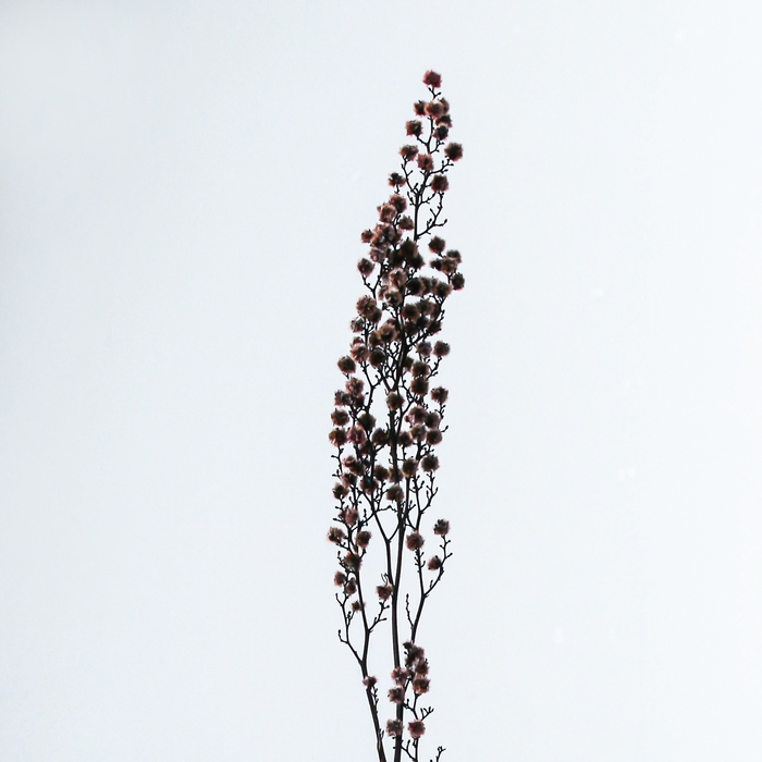 Сухие цветы &laquo;Молочай Миля&raquo;, 25 г, длина &mdash; 70 см, цвет розовый