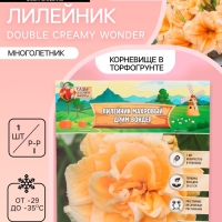 Лилейник Double Creamy Wonder, многолетник, корневище в пакете с торфогрунтом, р-р I, 1 шт.