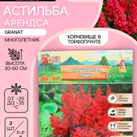 Астильба Арендса Granatмноголетник, корневище в торфогрунте, р-р II, 2 шт.