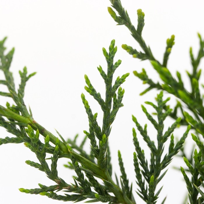 Можжевельник виргинский "Грей Оул", Р9, 1шт, h 3-20 см, Осень 2024