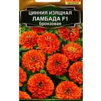 Семена цветов Цинния Ламбада F1 бронзовая  Золотая серия, Ц/П,12 шт.