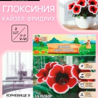 Глоксиния &laquo;Кайзер Фридрих&raquo;, многолетник, комнатный, луковица в пакете с перфорацией, р-р 5/6, 2 шт.