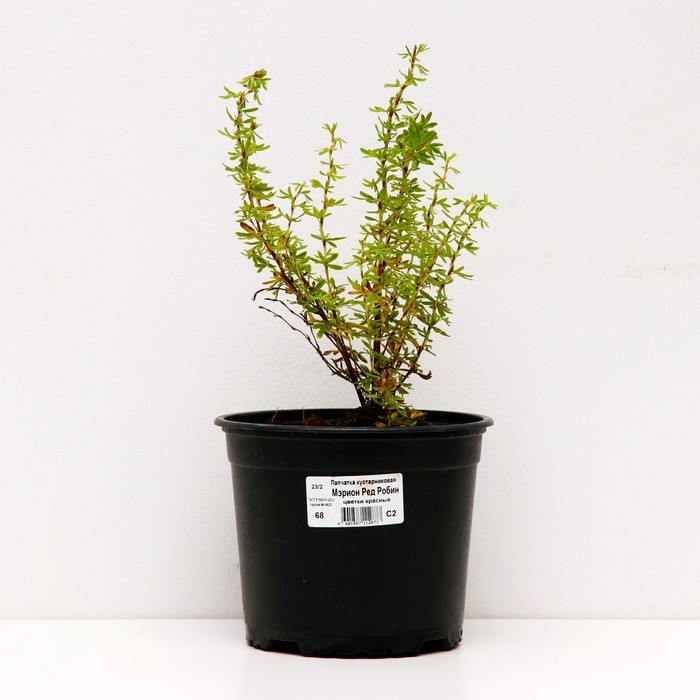 Лапчатка кустарниковая Мэрион Ред Робин, С2 горшок, Н10-50 высота, 1 шт, Осень 2024 Лапчатка кустарниковая Мэрион Ред Робин, С2 горшок, Н10-50 высота, 1 шт, Осень 2024